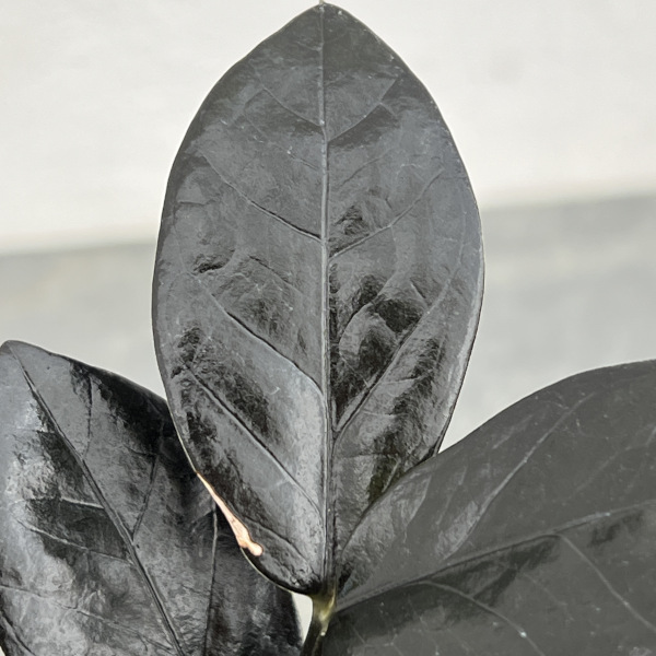 ザミオクルカス：レイヴン　3号ネガミエル×ねこチップ植え