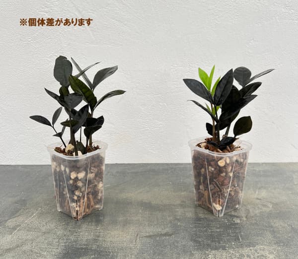 ザミオクルカス：レイヴン　3号ネガミエル×ねこチップ植え
