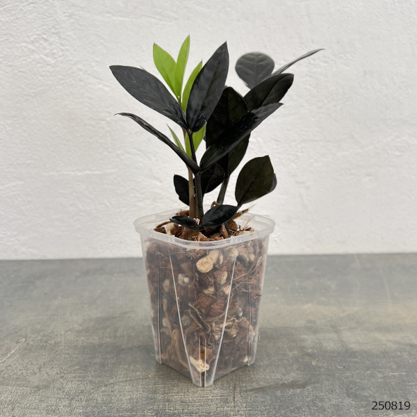 ザミオクルカス：レイヴン　3号ネガミエル×ねこチップ植え