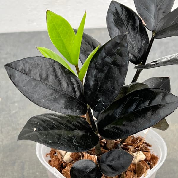 ザミオクルカス：レイヴン　3号ネガミエル×ねこチップ植え