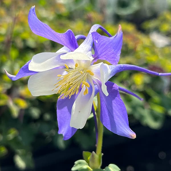 西洋オダマキ：キリガミ　ディープブルー＆ホワイト3.5号ポット*