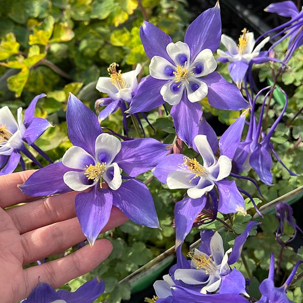 西洋オダマキ：キリガミ　ディープブルー＆ホワイト3.5号ポット*