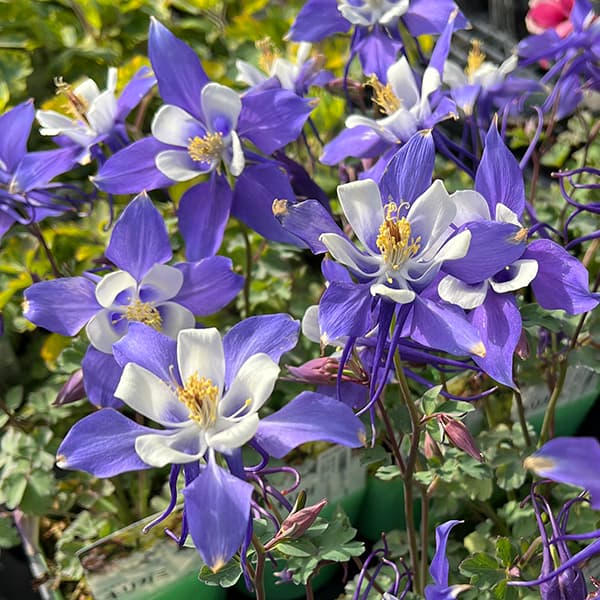 西洋オダマキ：キリガミ　ディープブルー＆ホワイト3.5号ポット*