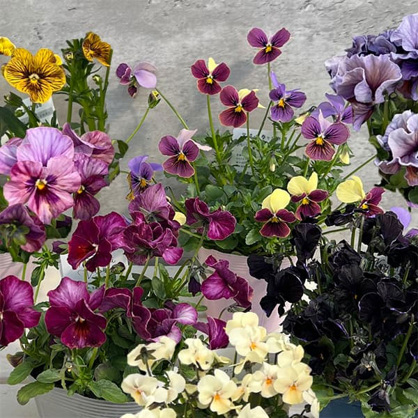 パンジービオラ：いろんな品種のおまかせアソート2.5-3.5号ポット 6株セット