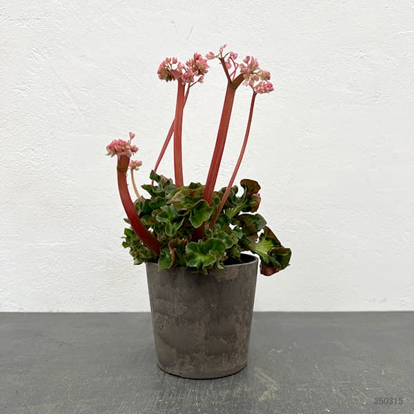 ベゴニア：カテドラル　4号鉢植え