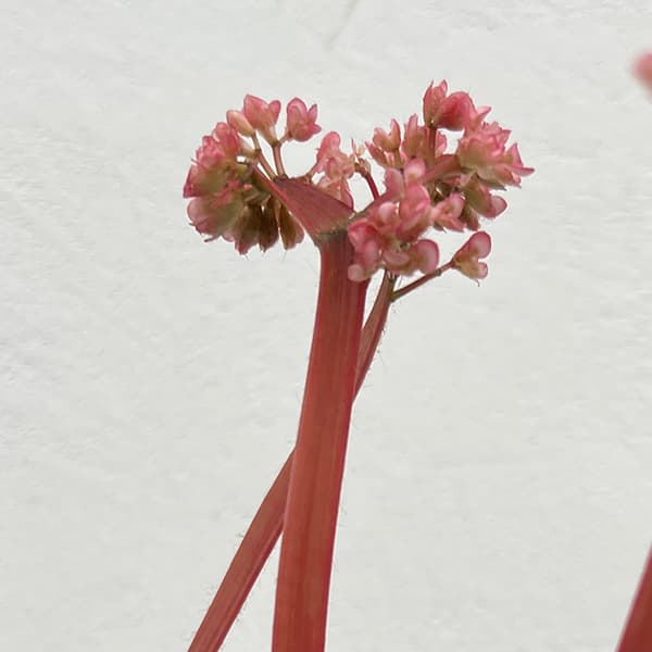 ベゴニア：カテドラル　4号鉢植え