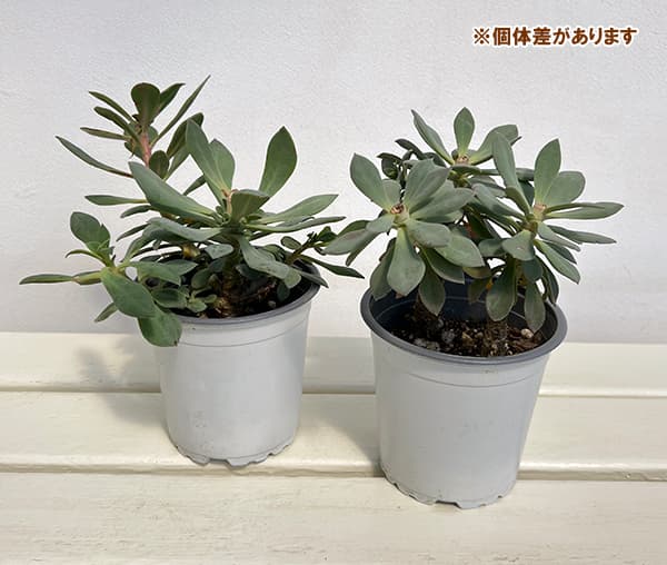 カランドリニア・シスタンサ4号ポット