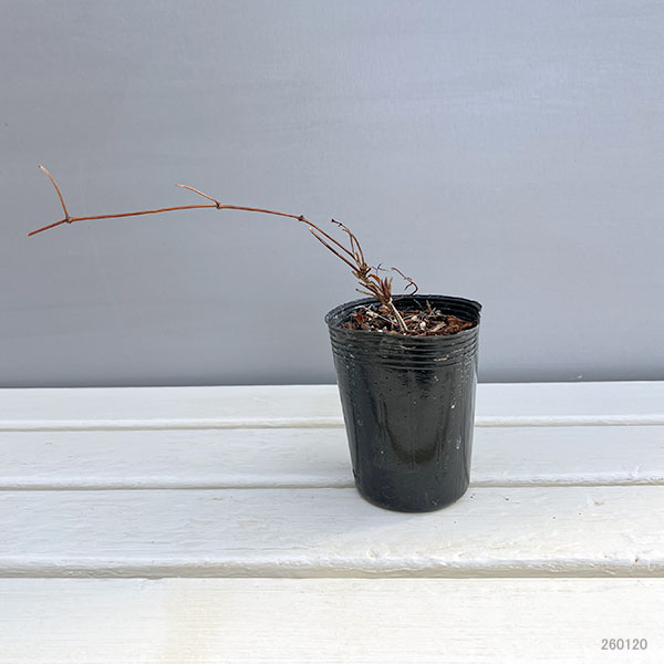 クレマチス：サクラノヨウセイ（咲良の妖精）3-3.5号ポット