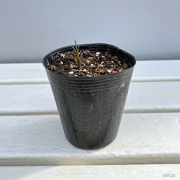 クレマチス：シェンロン3-3.5号ポット