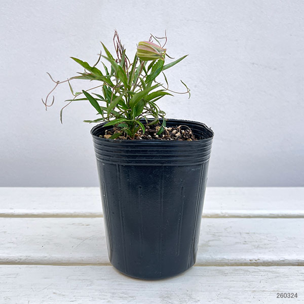 クレマチス：シェンロン3-3.5号ポット