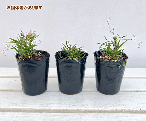 クレマチス：シェンロン3-3.5号ポット