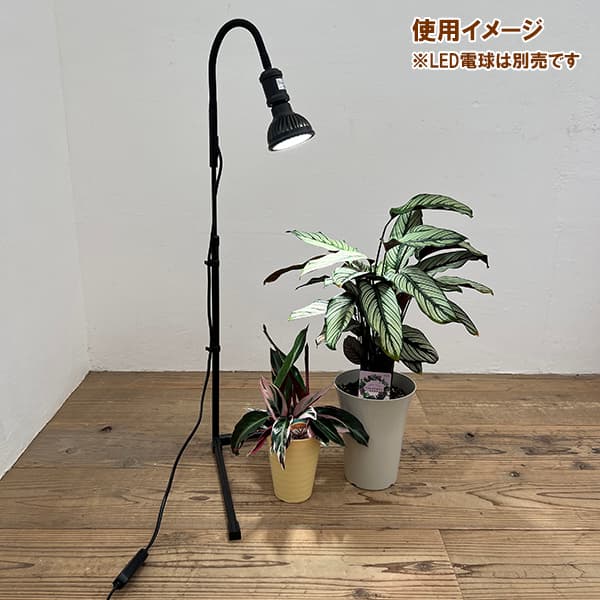 プラエリア：スタンドソケット（スタンド＆タイマー付き）