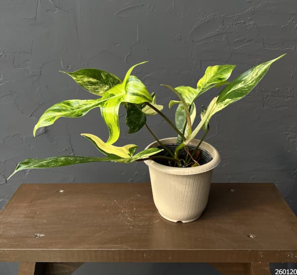 [ザ・ファームセレクト]フィロデンドロン：フロリダビューティーバリエガータ（斑入）　4号26-04