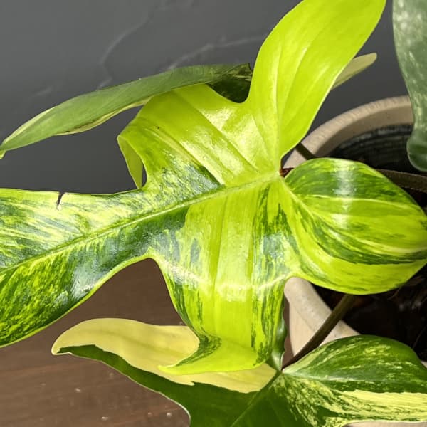 [ザ・ファームセレクト]フィロデンドロン：フロリダビューティーバリエガータ（斑入）　4号26-04