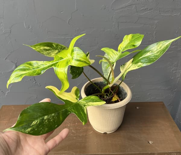 [ザ・ファームセレクト]フィロデンドロン：フロリダビューティーバリエガータ（斑入）　4号26-04