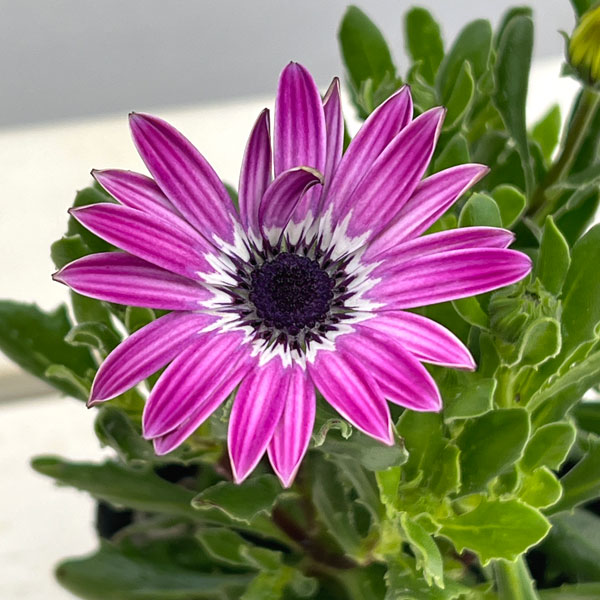 オステオスペルマム：ハートシンフォニー3号ポット