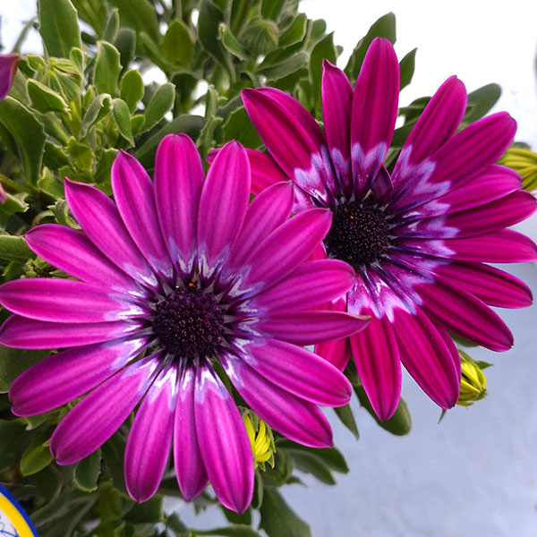 オステオスペルマム:ハートシンフォニー3号ポット