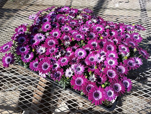 オステオスペルマム:ハートシンフォニー3号ポット