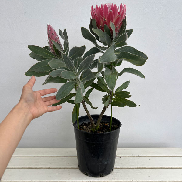 プロテア：ピンクプリンセス　7号鉢植え26-02