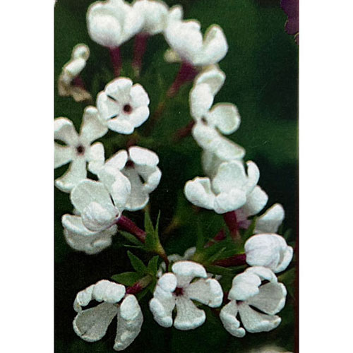 日本サクラソウ（桜草）：神代冠（じんだいかん）3号ポット