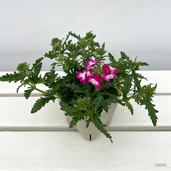 バーベナ：ウィキッド　ダークピンク3.5号ポット