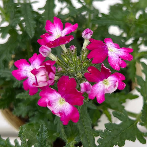 バーベナ：ウィキッド　ダークピンク3.5号ポット