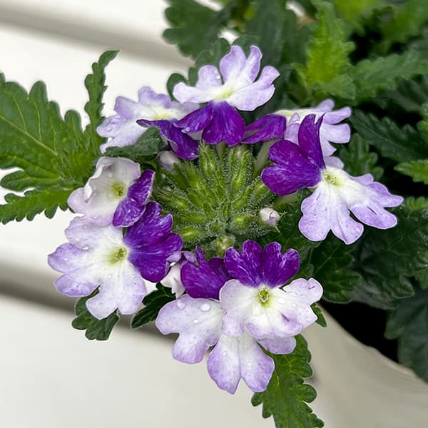 バーベナ：ウィキッド　パープル3.5号ポット