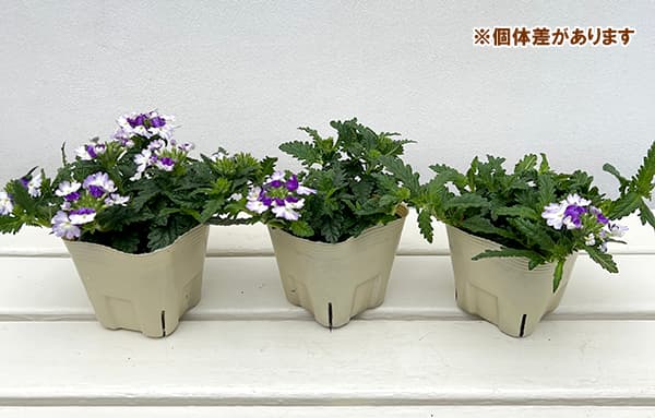 バーベナ：ウィキッド　パープル3.5号ポット