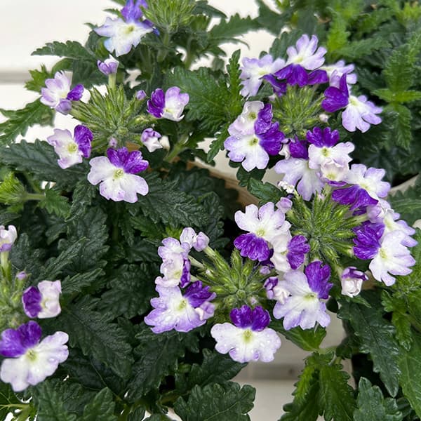 バーベナ：ウィキッド　パープル3.5号ポット