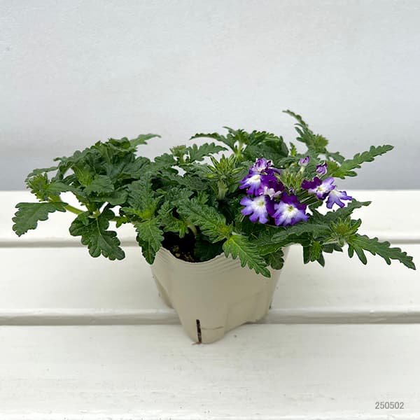 バーベナ：ウィキッド　グレイトグレープ3.5号ポット