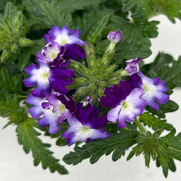 バーベナ：ウィキッド　グレイトグレープ3.5号ポット