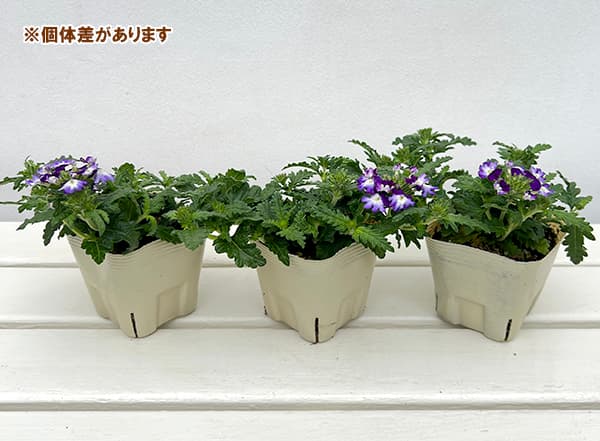 バーベナ：ウィキッド　グレイトグレープ3.5号ポット