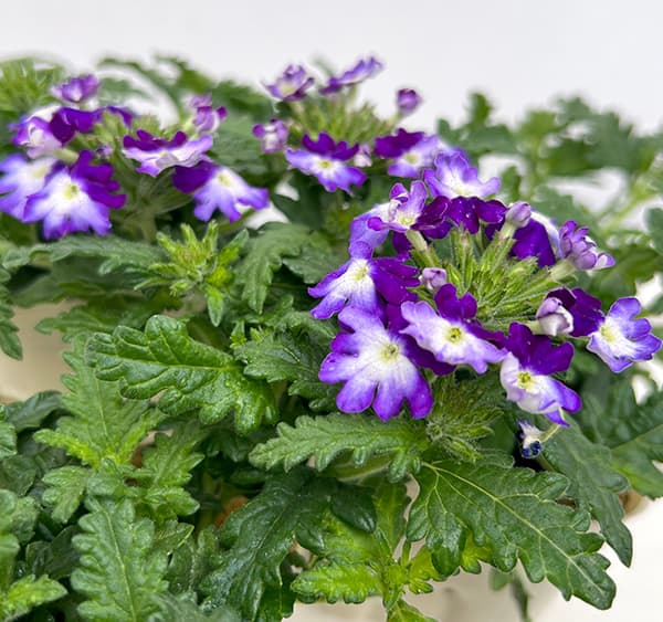 バーベナ：ウィキッド　グレイトグレープ3.5号ポット