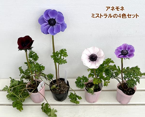 アネモネ・ミストラル4色セット