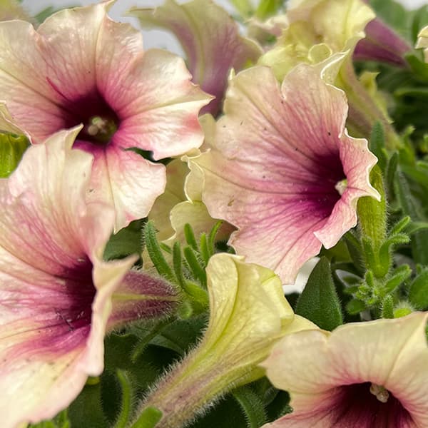 ペチュニア：ダーリン3号ポット の通販 | 園芸ネット