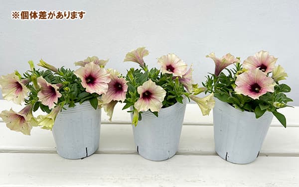 ♥超希少♥ペチュニア　ダーリン♥花色変化が大人気♥ 3号ポットごと発送 ペチュニア：ダーリン3号ポット の通販 | 園芸ネット