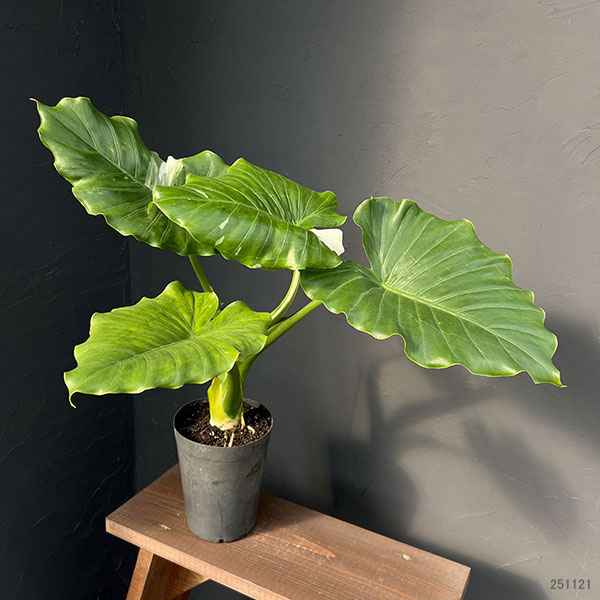 園芸ネット本店｜アロカシア：マクロリザ（クワズイモ）バリエガータ 6