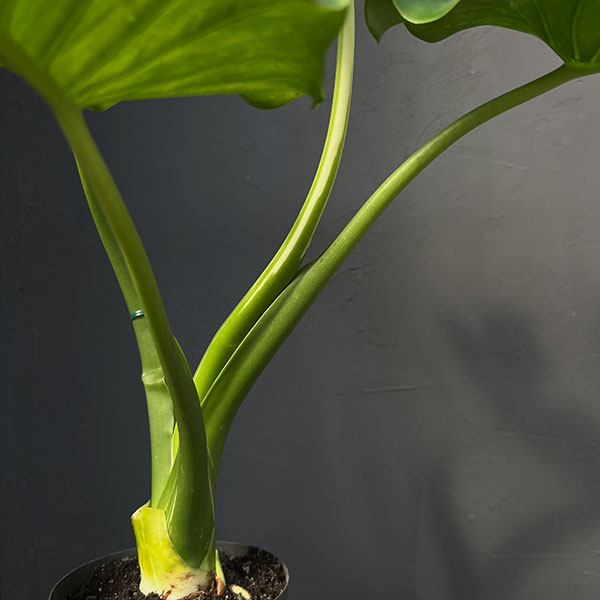 園芸ネット本店｜アロカシア：マクロリザ（クワズイモ）バリエガータ 6
