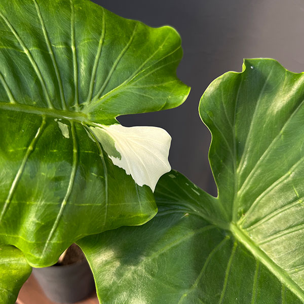 園芸ネット本店｜アロカシア：マクロリザ（クワズイモ）バリエガータ 6