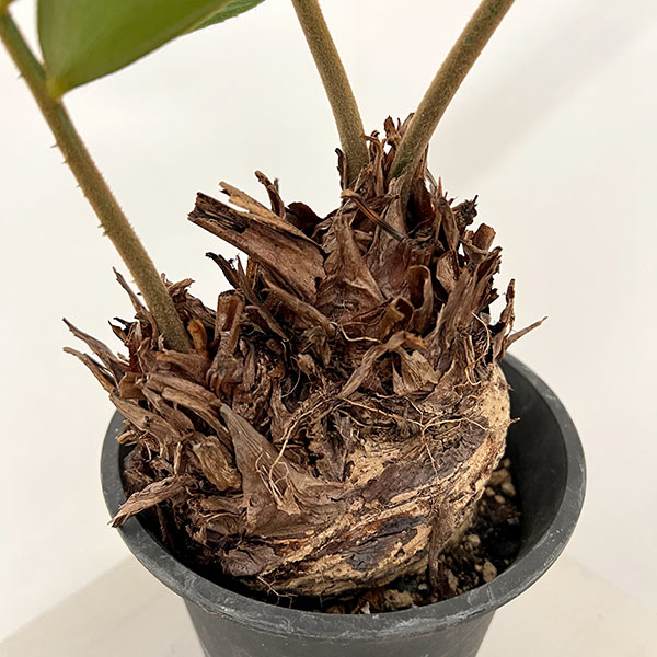ザミア:フルフラセア 5号鉢植え26-01