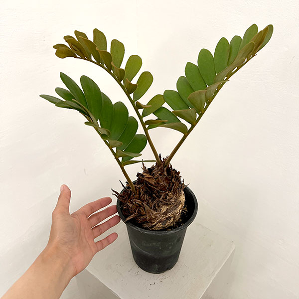 ザミア:フルフラセア 5号鉢植え26-01