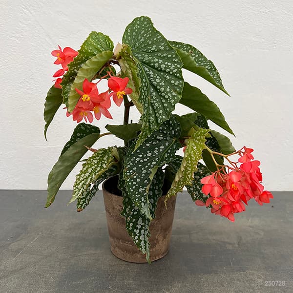 ベゴニア:ジャニタ・ジュエル 4号鉢植え
