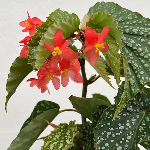 ベゴニア:ジャニタ・ジュエル 4号鉢植え