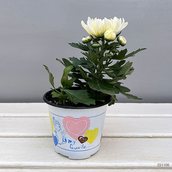 ポットマム・コスモコンパクト　ホワイト3.5号ポット