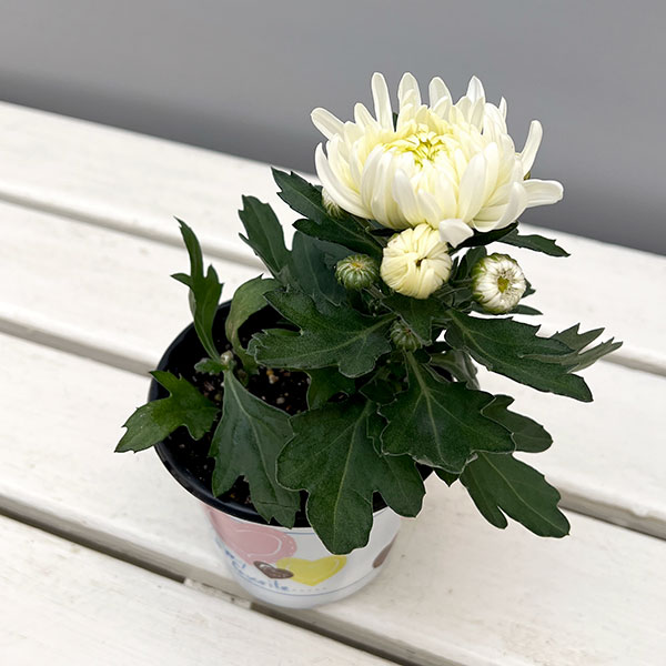 ポットマム・コスモコンパクト　ホワイト3.5号ポット