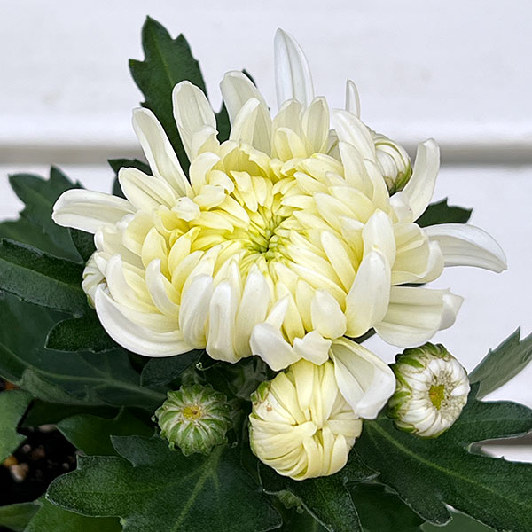 ポットマム・コスモコンパクト　ホワイト3.5号ポット