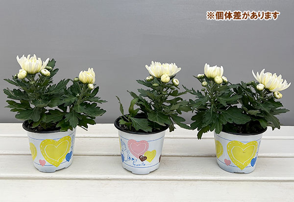 ポットマム・コスモコンパクト　ホワイト3.5号ポット