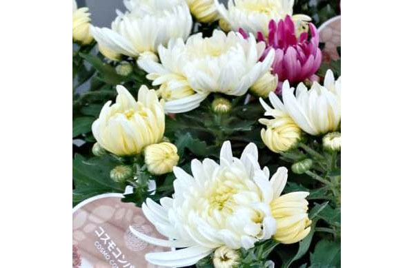 ポットマム・コスモコンパクト　ホワイト3.5号ポット