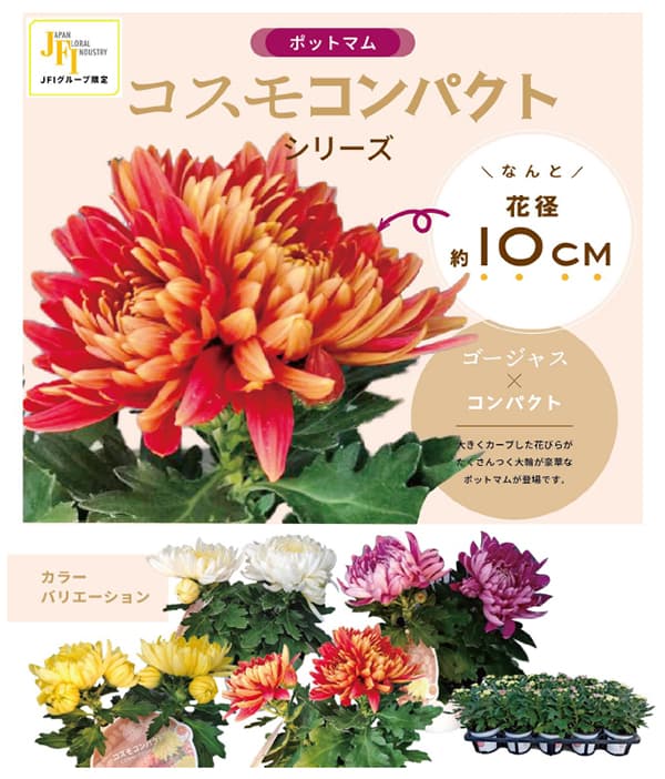 ポットマム・コスモコンパクト パープル3.5号ポット