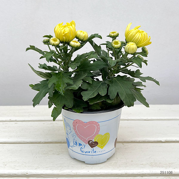 ポットマム・コスモコンパクト　イエロー3.5号ポット